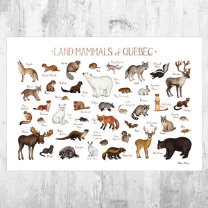 Wholesale Mammals Field Guide Art Print: Quebec