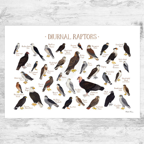 Wholesale Field Guide Art Print: Diurnal Raptors of North America