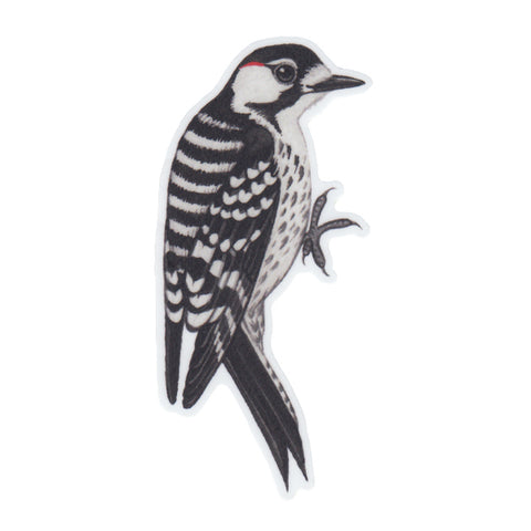 Wholesale Vinyl Sticker: Red-cockaded Woodpecker