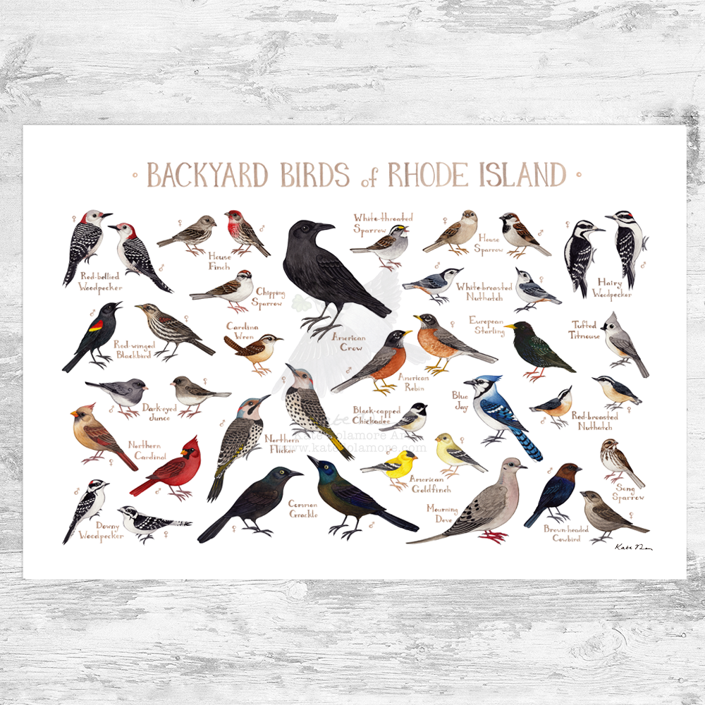 Wholesale Backyard Birds Field Guide Art Print: Rhode Island