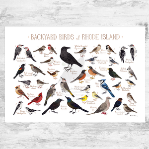 Wholesale Backyard Birds Field Guide Art Print: Rhode Island