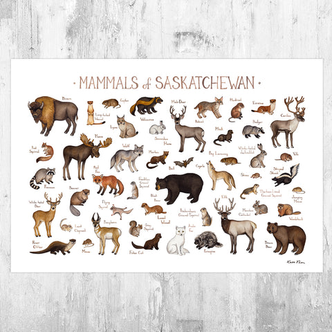 Wholesale Mammals Field Guide Art Print: Saskatchewan