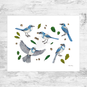 Wholesale Art Print: Florida Scrub-Jays