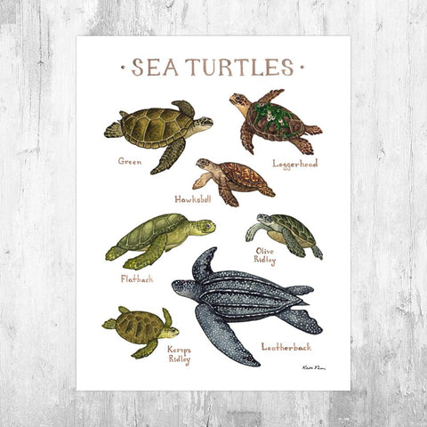 Wholesale Field Guide Art Print: Sea Turtles