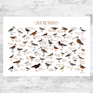 Wholesale Field Guide Art Print: Shorebirds of North America