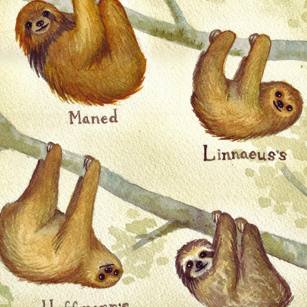 Sloths Close Up