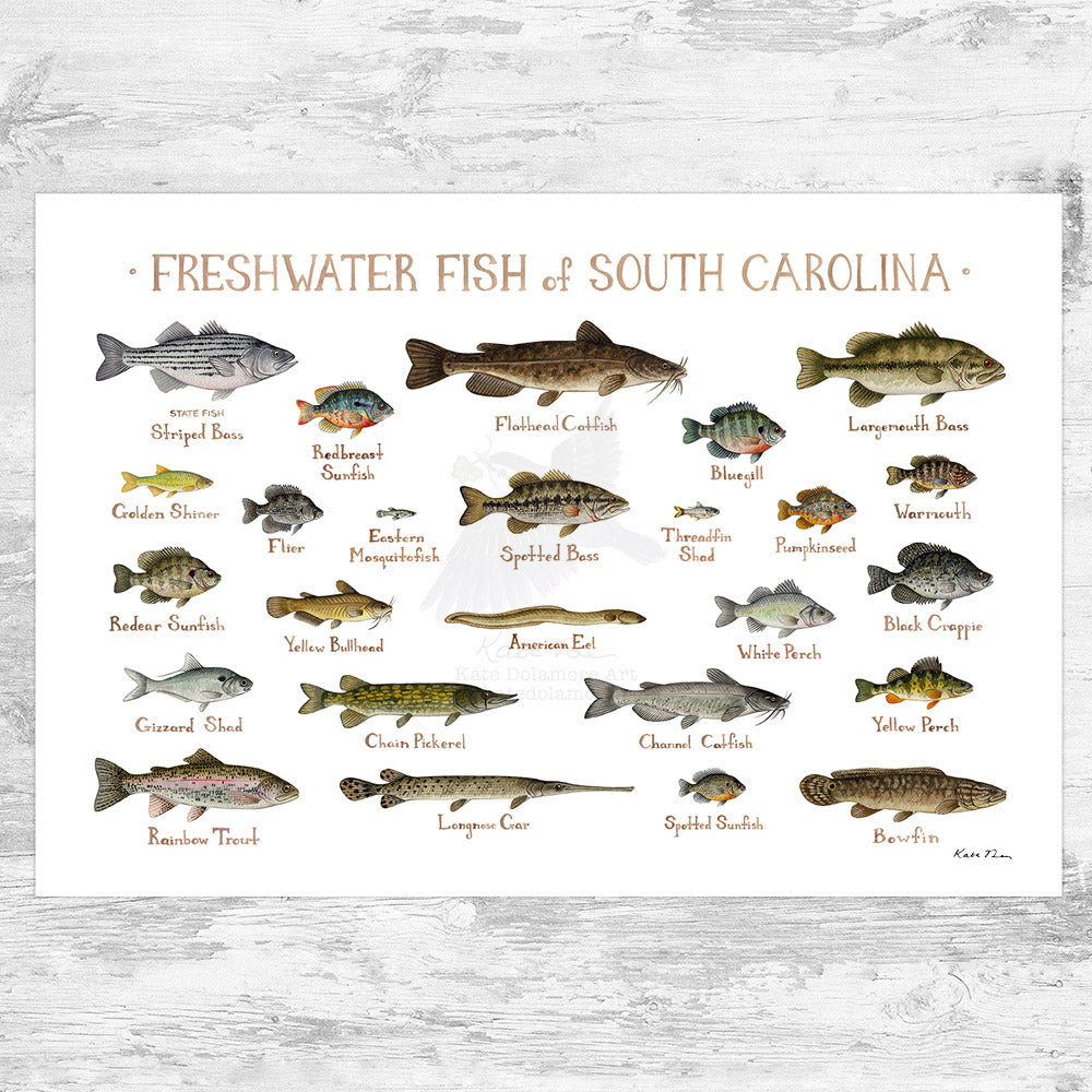 Wholesale Freshwater Fish Field Guide Art Print: South Carolina