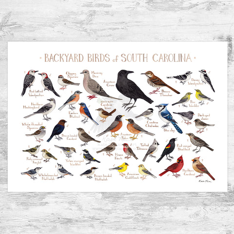 Wholesale Backyard Birds Field Guide Art Print: South Carolina