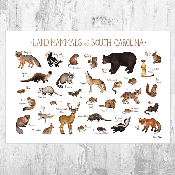 Wholesale Mammals Field Guide Art Print: South Carolina