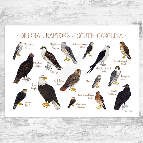 Wholesale Raptors Field Guide Art Print: South Carolina