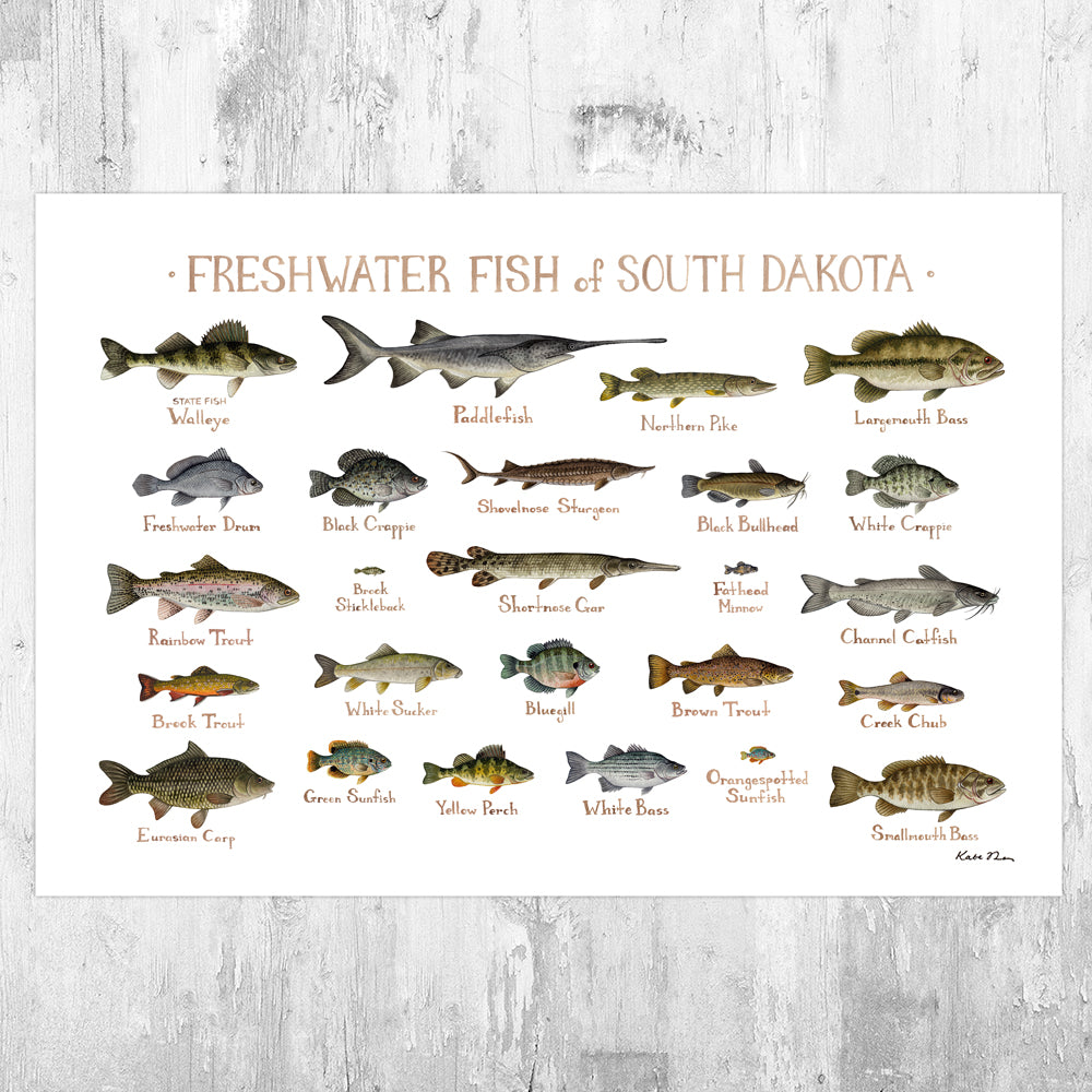 Wholesale Freshwater Fish Field Guide Art Print: South Dakota
