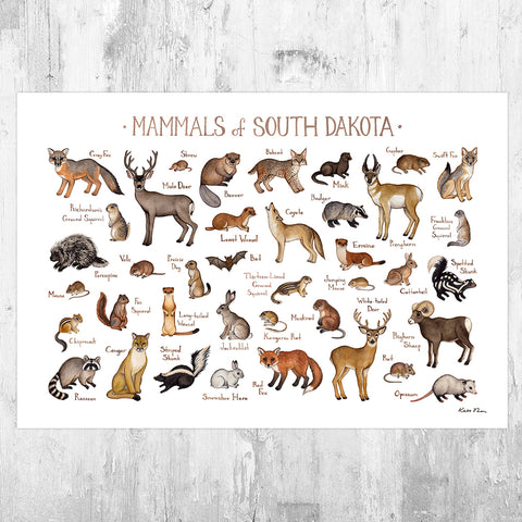 Wholesale Mammals Field Guide Art Print: South Dakota