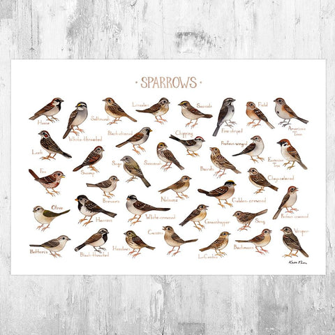 Wholesale Field Guide Art Print: Sparrows of North America