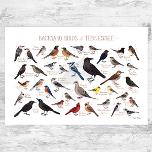 Wholesale Backyard Birds Field Guide Art Print: Tennessee