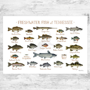 Wholesale Freshwater Fish Field Guide Art Print: Tennessee