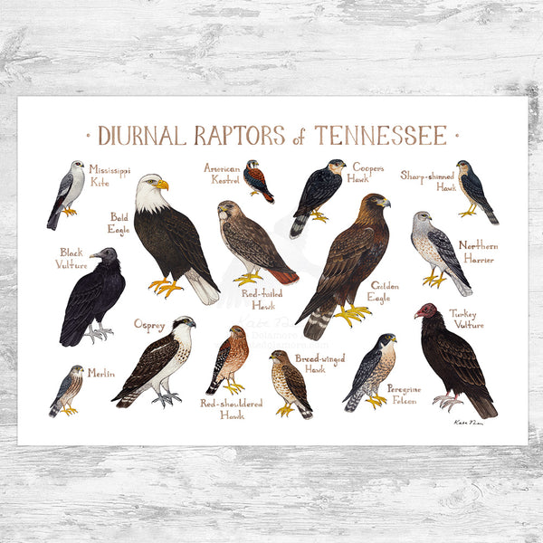 Wholesale Raptors Field Guide Art Print: Tennessee