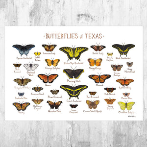 Wholesale Butterflies Field Guide Art Print: Texas