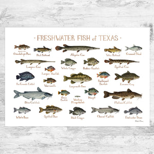 Wholesale Freshwater Fish Field Guide Art Print: Texas