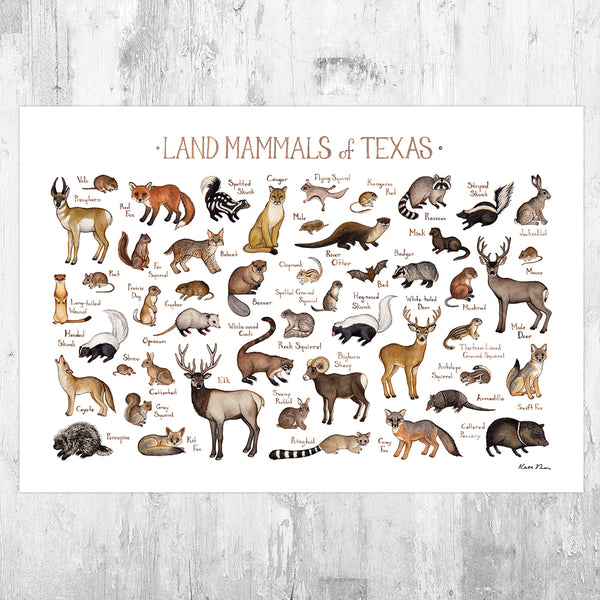 Wholesale Mammals Field Guide Art Print: Texas