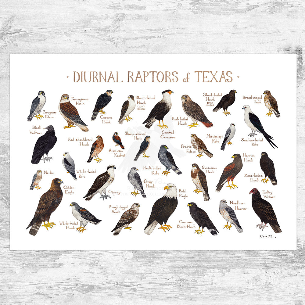 Wholesale Raptors Field Guide Art Print: Texas