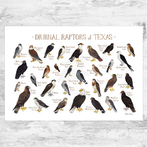 Wholesale Raptors Field Guide Art Print: Texas