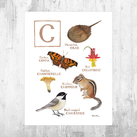 Wholesale Field Guide Art Print: The Letter C