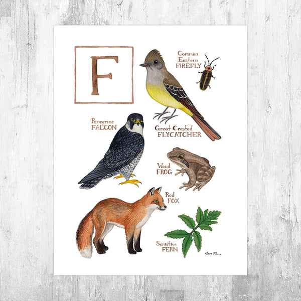 Wholesale Field Guide Art Print: The Letter F