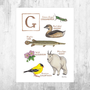 Wholesale Field Guide Art Print: The Letter G