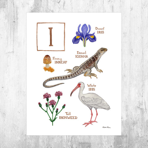 Wholesale Field Guide Art Print: The Letter I