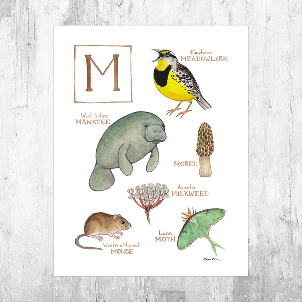 Wholesale Field Guide Art Print: The Letter M