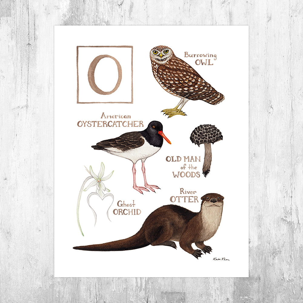 Wholesale Field Guide Art Print: The Letter O
