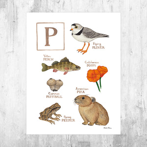 Wholesale Field Guide Art Print: The Letter P