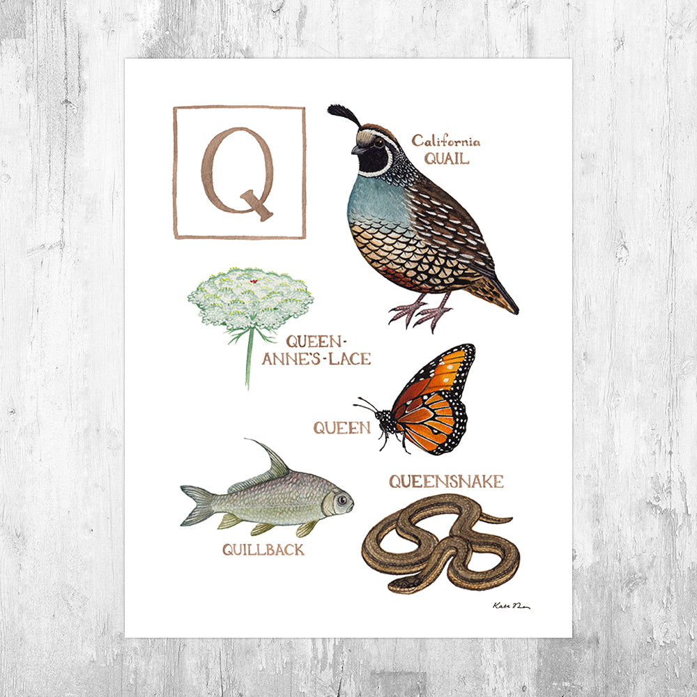 Wholesale Field Guide Art Print: The Letter Q