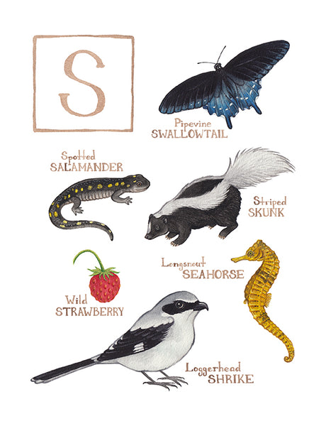 Wholesale Field Guide Art Print: The Letter S