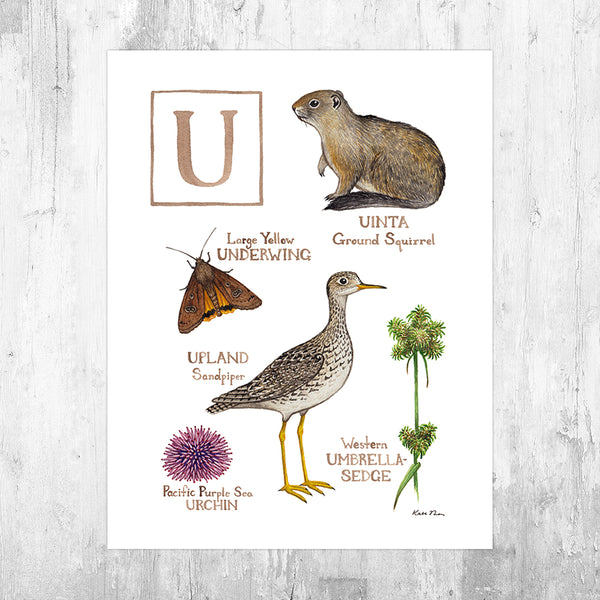 Wholesale Field Guide Art Print: The Letter U