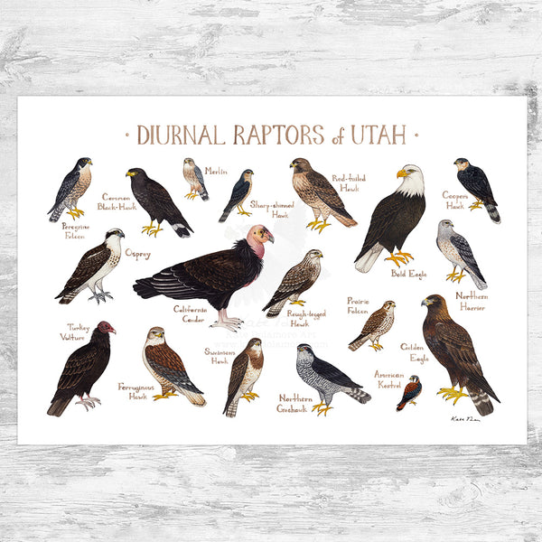 Wholesale Raptors Field Guide Art Print: Utah