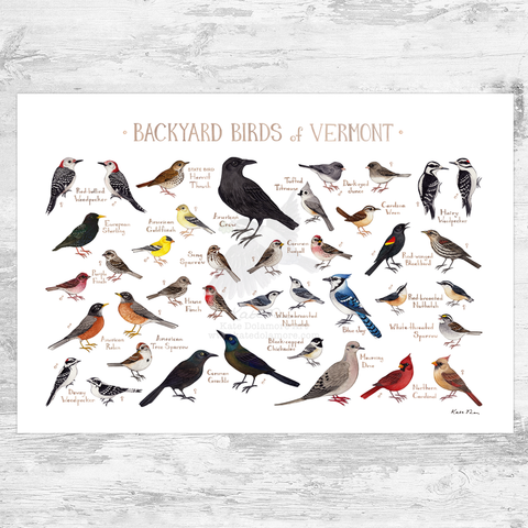 Wholesale Backyard Birds Field Guide Art Print: Vermont