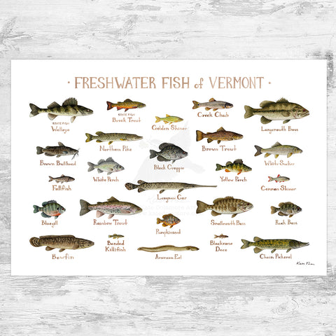 Wholesale Freshwater Fish Field Guide Art Print: Vermont