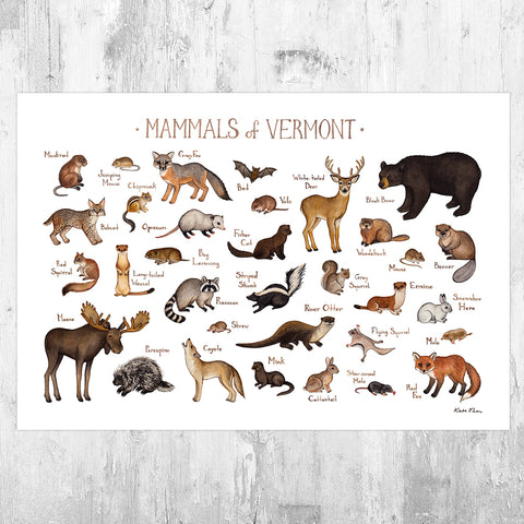 Wholesale Mammals Field Guide Art Print: Vermont