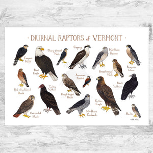 Wholesale Raptors Field Guide Art Print: Vermont