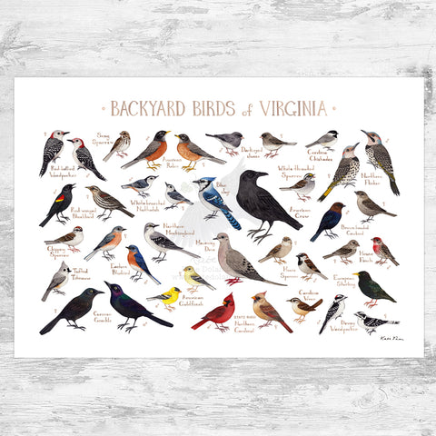 Wholesale Backyard Birds Field Guide Art Print: Virginia