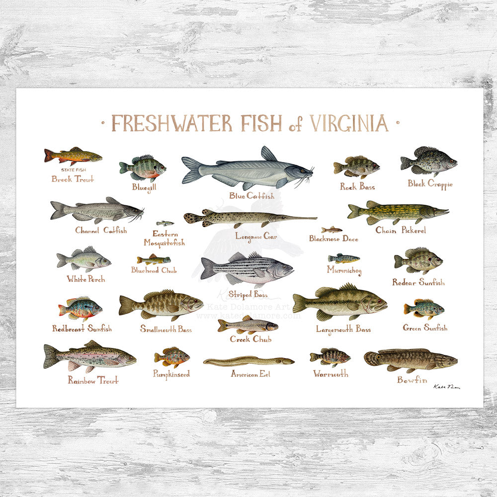 Wholesale Freshwater Fish Field Guide Art Print: Virginia