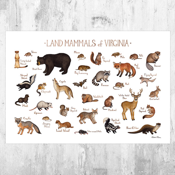 Wholesale Mammals Field Guide Art Print: Virginia