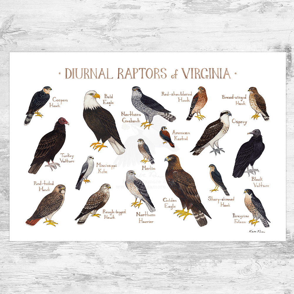 Wholesale Raptors Field Guide Art Print: Virginia