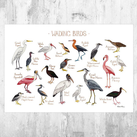 Wholesale Field Guide Art Print: Wading Birds of North America
