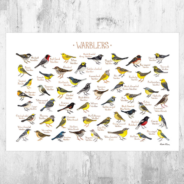 Wholesale Field Guide Art Print: Warblers of North America