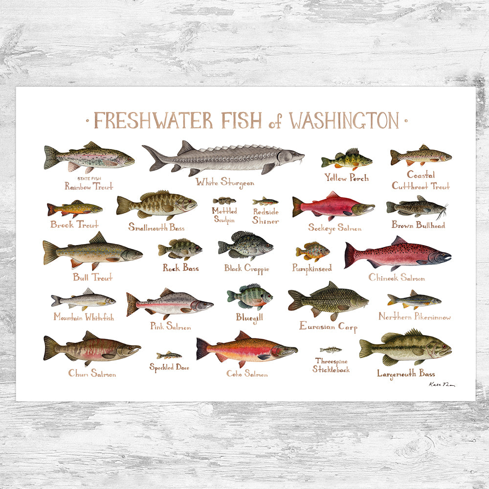 Wholesale Freshwater Fish Field Guide Art Print: Washington