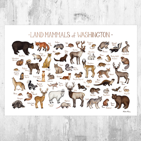 Wholesale Mammals Field Guide Art Print: Washington