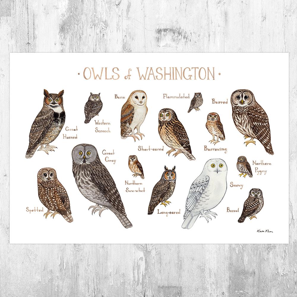 Wholesale Owls Field Guide Art Print: Washington