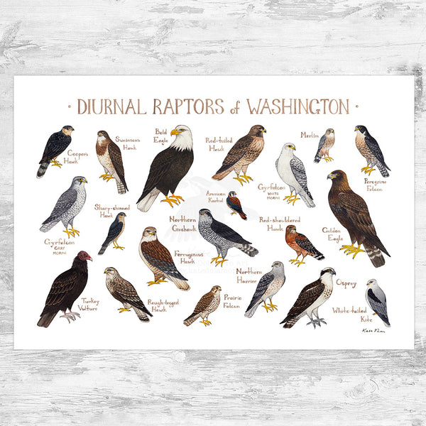 Wholesale Raptors Field Guide Art Print: Washington